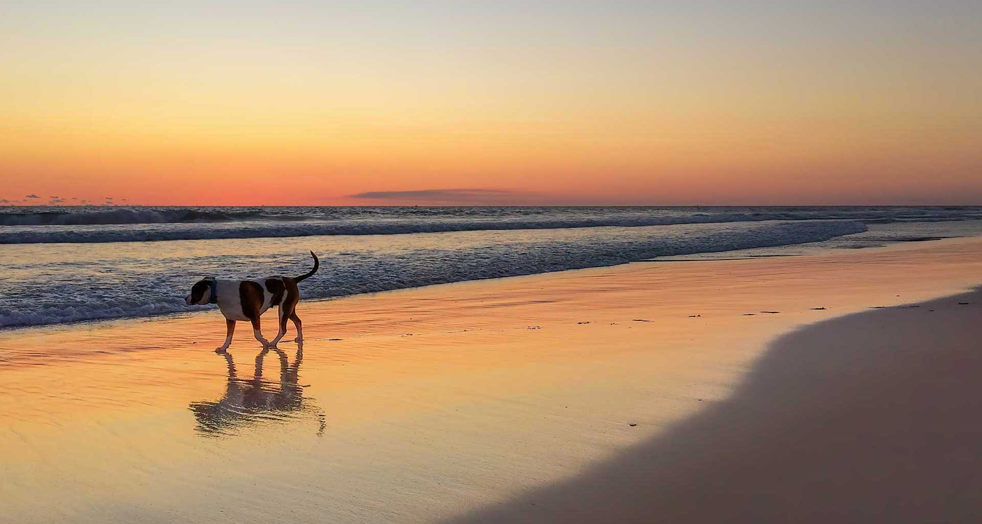 Keeping your pet cool in summer