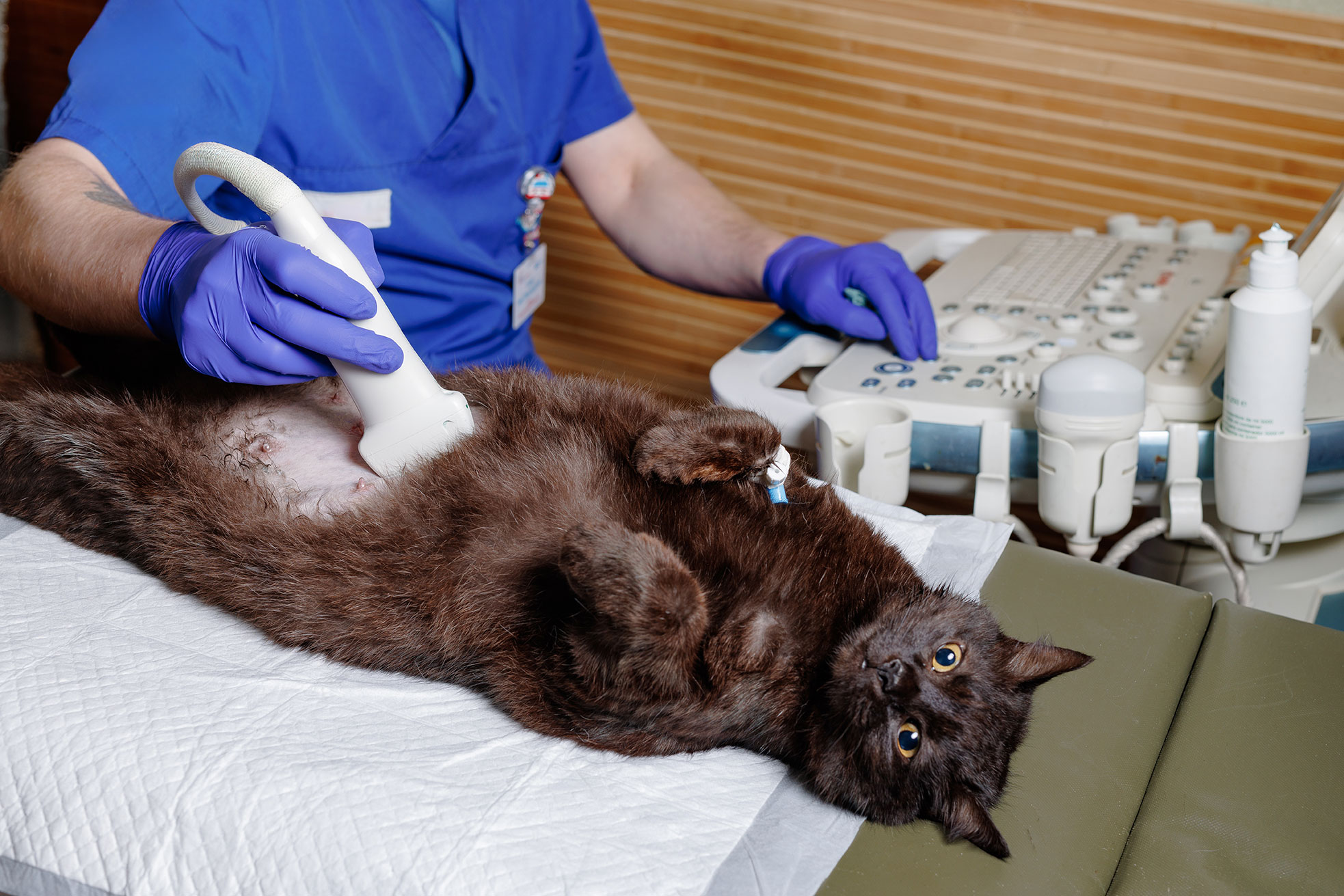 Feline Radioactive Iodine Treatment Hornby Veterinary Centre